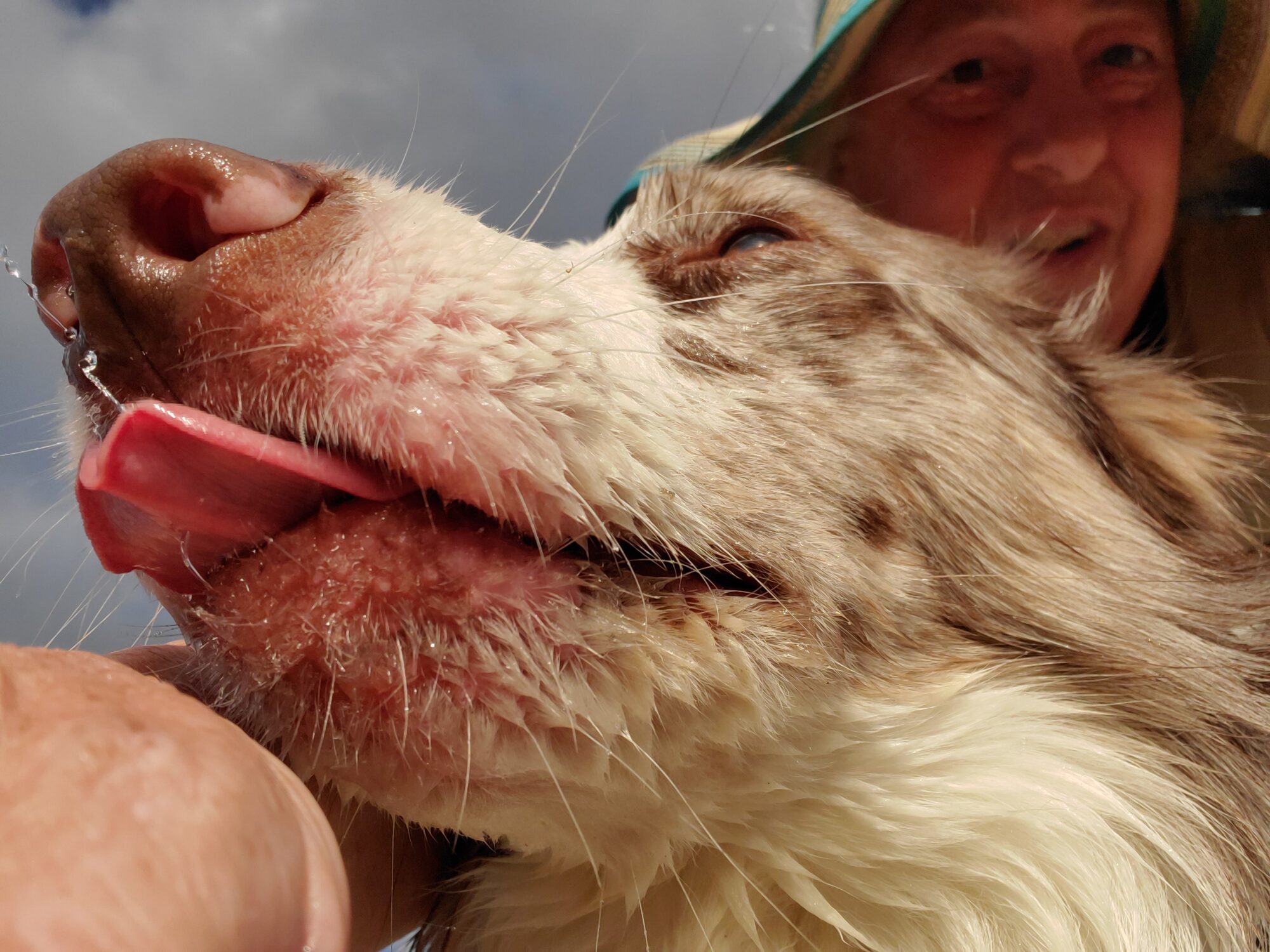 Tongue in Action